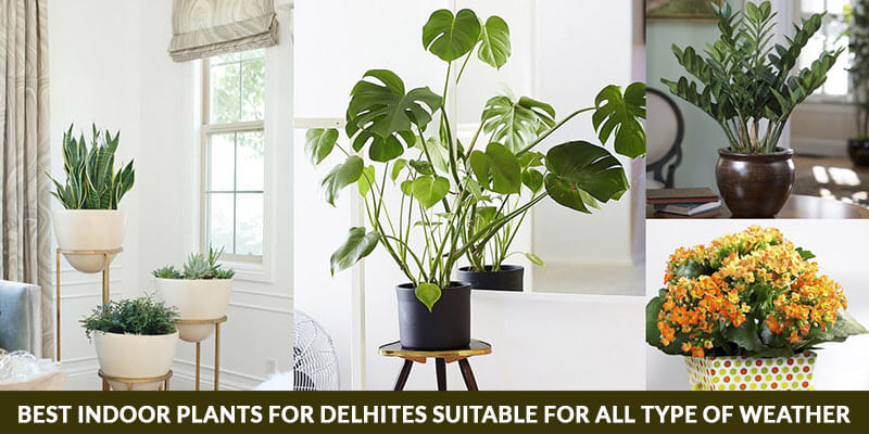 Best Indoor Plants for Delhites Suitable for All type of Weather